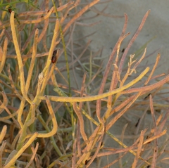 Eurydema herbacea
