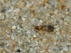 Mecynotarsus serricornis