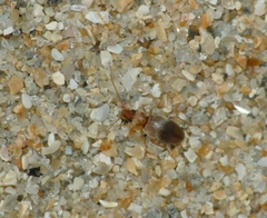 Mecynotarsus serricornis