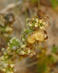 Aceria galiobia