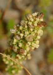 Aceria galiobia