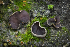 Daleomyces petersii