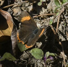 Heliophorus epicles