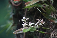 Prosthechea