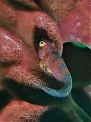 Cochleoceps bicolor