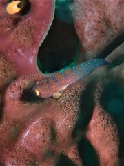 Cochleoceps bicolor