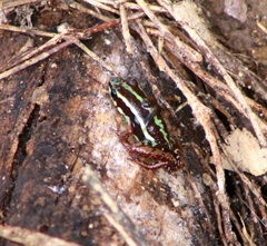 Epipedobates anthonyi