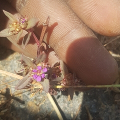 Ammannia senegalensis