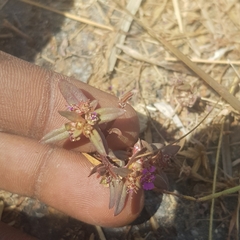Ammannia senegalensis