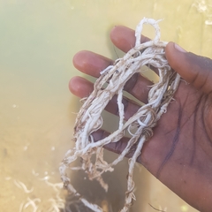 Vallisneria spiralis