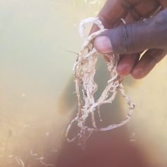 Vallisneria spiralis