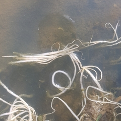 Vallisneria spiralis