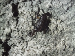 Hypopachus variolosus