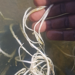 Vallisneria spiralis