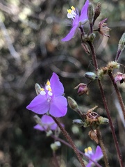 Callisia navicularis