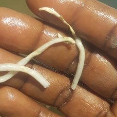 Vallisneria spiralis