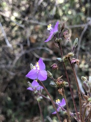 Callisia navicularis