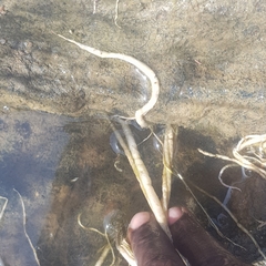 Vallisneria spiralis