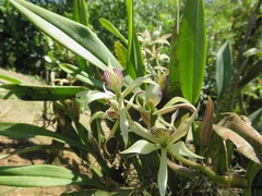 Prosthechea