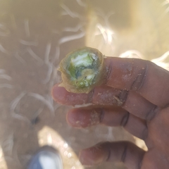 Vallisneria spiralis