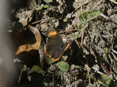 Heliophorus epicles