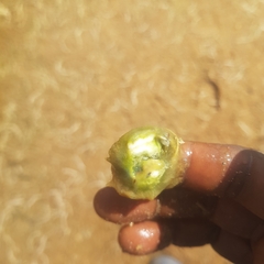 Vallisneria spiralis