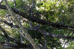 Cyanocorax violaceus