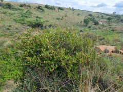 Ancylobothrys capensis