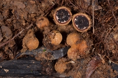 Elaphomyces