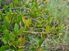 Ancylobothrys capensis