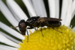 Ulidiidae