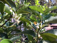 Citrus × latifolia