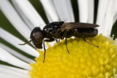 Ulidiidae