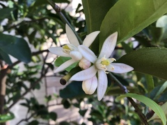 Citrus × latifolia