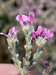 Amphithalea monticola