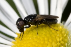 Ulidiidae