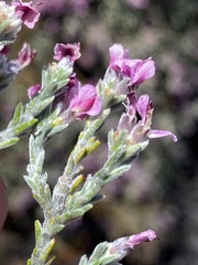 Amphithalea monticola