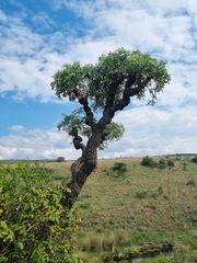 Cussonia transvaalensis