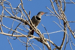 Colaptes auratus cafer