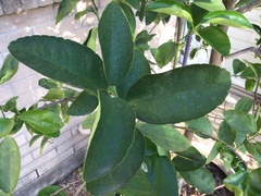 Citrus × latifolia