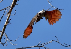 Colaptes auratus cafer