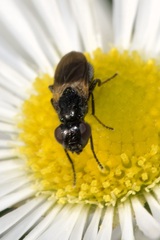 Ulidiidae