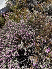 Amphithalea monticola