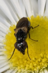 Ulidiidae