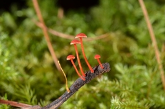 Filoboletus