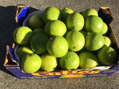 Citrus × latifolia