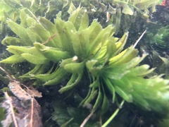 Egeria densa
