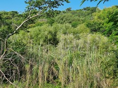 Salix mucronata