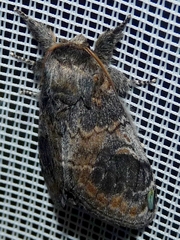 Notodonta tritophus