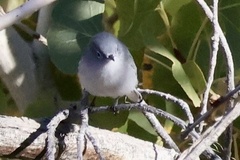 Polioptila caerulea
